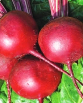 Насіння буряка Бікорес, фото 1