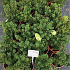 Саджанці Ялини канадської Коніка (Picea glauca Conica) - 3-х річна С3, фото 3