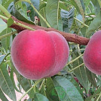 Персик Екстрим 314