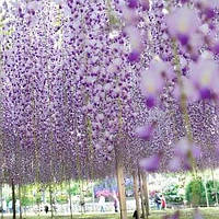 Гліцинія ряснобарвна Мультіюха (Multijuga) С5