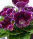 Насіння квітів Глоксинія Аванті F1 суміш  10 шт Професійне насіння, фото 3