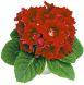 Насіння квітів Глоксинія Аванті F1 суміш  10 шт Професійне насіння, фото 4