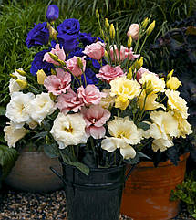 Еустома АВС 1 F1 махрова суміш Pan American/США 10 шт