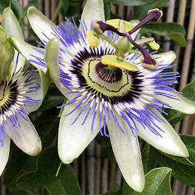 Пасифлора - насіння пасифлори