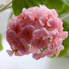 Пелларгонія - насіння пелларгонії