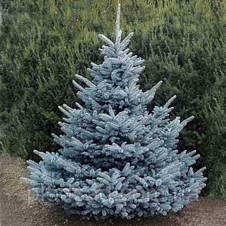 Ялина колюча Super Blue Seedling