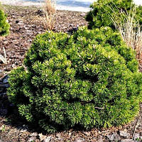 Сосна гірська Gnom