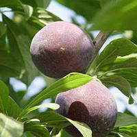 Слива Блек Стар