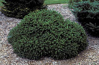 Саженцы Ели черной Мариана Нана (Picea mariana)
