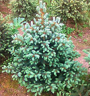 Саженцы Ели Энгельмана (Picea engelmannii)