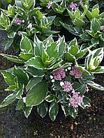 Гортензія macrophylla "Tricolor". Гортензия крупнолистовая "Триколор" Hydrangea macrophylla "Tricolor".