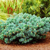 Саженцы Ели колючей Соня (Picea pungens Sonia)