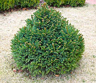 Саженцы Ели обыкновенной Барри (Picea abies Barryi)
