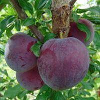 Слива Бербанк Гігант