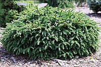 Саженцы Ели обыкновенной Пумила Нигра (Picea abies Pumila nigra)