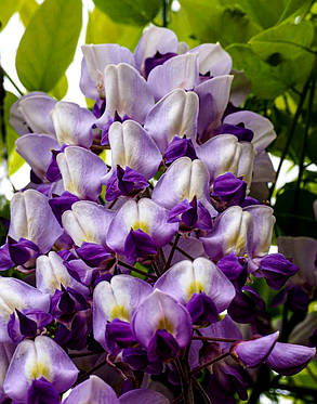 Гліцинія макростахия" Блю Дрім" \ Wisteria macrostachya Blue dreem ( саджанці 2 роки ), фото 1