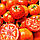 Томат ТЕРРА КОТТА F1 Syngenta 1000 шт, фото 3