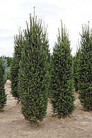 Саженцы Ели обыкновенной Купрессина (Picea abies Cupressina)