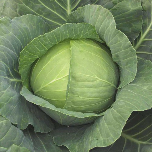 ТМ КОУЕЛ Капуста Голд 100г