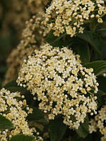 Калина sieboldii "Seneca" Viburnum sieboldii "Seneca"