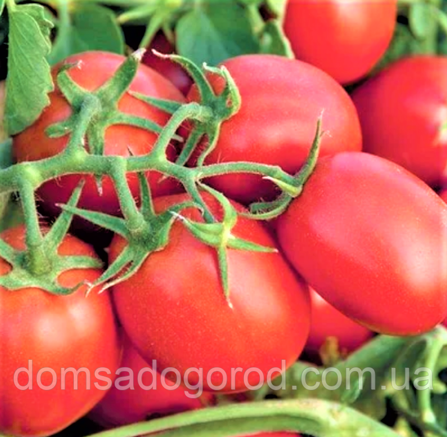 Томат СУОМІ F1 Syngenta 2500 шт.