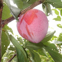 Слива Формоза