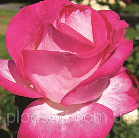 Троябриста Сіда дама