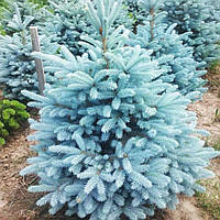 Саженцы Ели колючей голубой Маджестик Блю (Picea Glauca Majestic Blue)