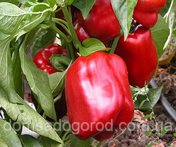 Перець ЧЕРВОНИЙ ЛИЦАР F1 | RED KNIGHT Seminis 500 шт