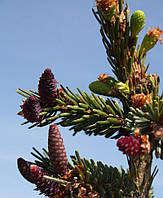 Ялина сербська Пендула / Picea Omorika Pendula С5 /Н 40-60