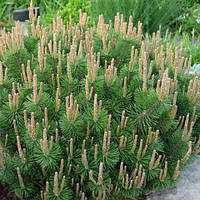 Сосна гірська Хампі С3