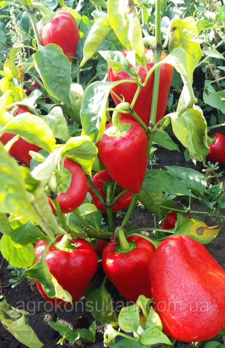 Насіння перцю Кирило/Кирил (Елітний Ряд), 30 насінин - середньостиглий сорт Молдавської селекції