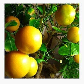 Саджанці апельсин Аджарський — ранній, самоплідний, солодкий