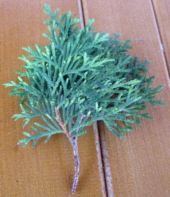 Туя західна Колумна. НЧ. Живці для вкорінення., фото 1