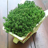 Керамічне кашпо тачка з мохом, фото 2