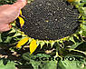 Насіння соняшнику НСХ 2652 технологія ГАРЯСТАНАР/СУМО, фото 7