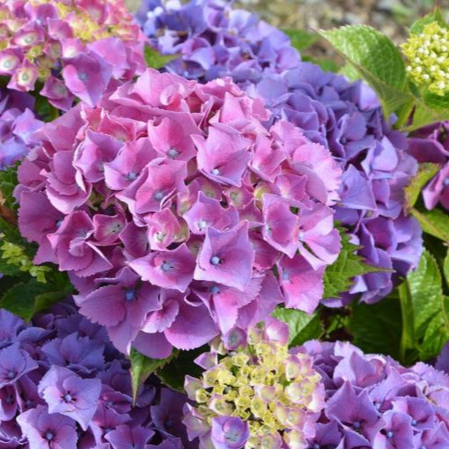 Гортензія All Summer Beauty