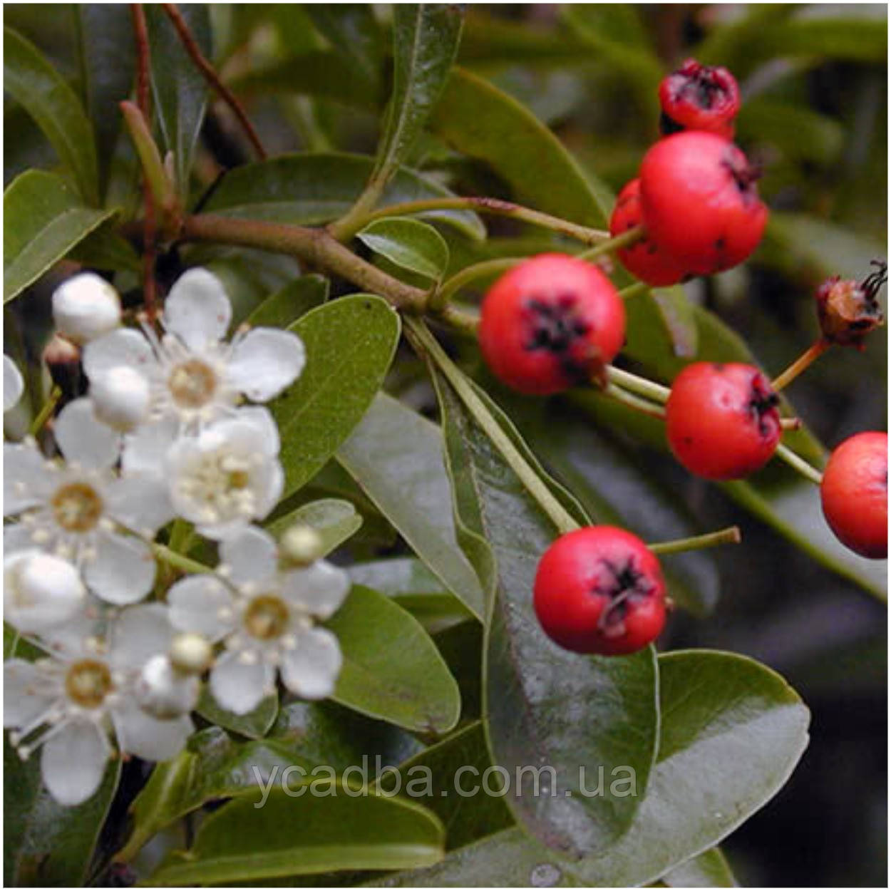 Піраканта кімнатна, фото 1