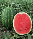 Насіння кавуна Крісбі F1 10 шт. Nunhems, фото 2