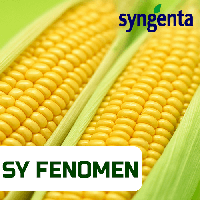 Насіння кукурудзи SY_FENOMEN (VIBRANCE + FORCE ZEA), 1 п.о. 80 000 насінин
