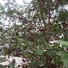 Саджанці Вишні Горьковська - середнього терміну, промислова, морозостійка, фото 2