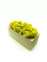 Стабилизированный мох желтый SO Green Соу Грин в горшке из дерева 20см х 8см 61