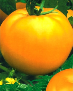 Насіння томатів Хурма