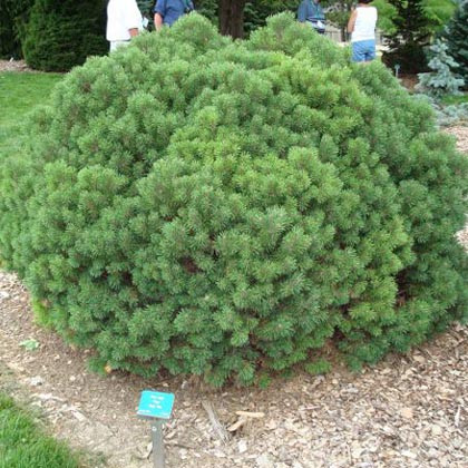 Сосна гірська Мопс (Pinus mugo Mops)