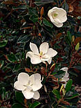 Магнолія  Грандіфлора "Маленька Перлина".  
Magnolia grandiflora "Little Gem"., фото 6