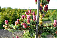 Ялина колюча "Хупсі" / Picea pungens 'Hoopsii' С100 / Н180-200