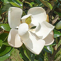 Магнолія Грандіфлора "Ferruginea". Магнолія грандифлору "Ferruginea". Magnolia grandiflora "Ferruginea".