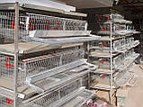 Клітка для перепелів 3-поверхова для утримання 100 - 120 голів птиці., фото 3