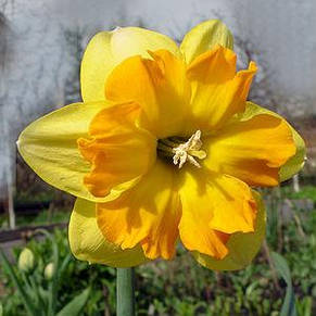 Нарцис розрізнокорончатий Mondragon 10/12 1 цибулина, фото 1