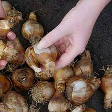 Нарцис розрізнокорончатий Mondragon 10/12 1 цибулина, фото 4